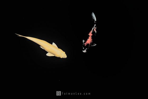 Koi