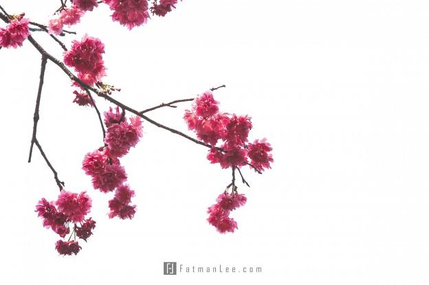 Cheung Chau Sakura