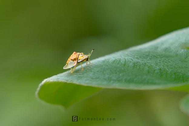 Bug on leaf