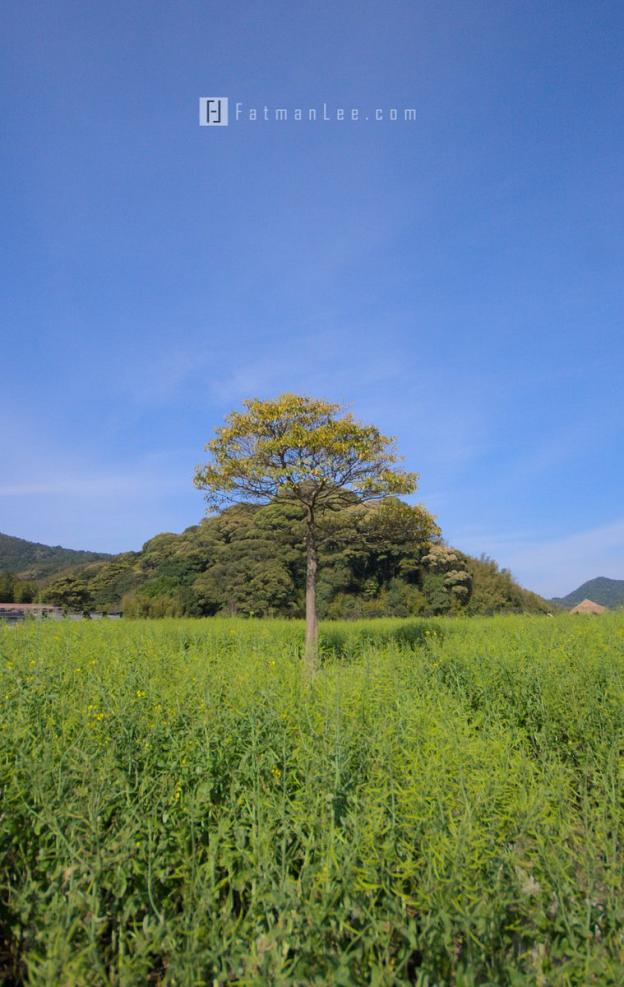 Tree at Shimen