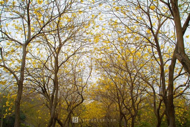 Golden Trumpet Tree